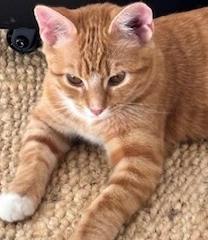 Enlarge Mabel, a Adoptable mixed breed in Richardson, TX image 2/6