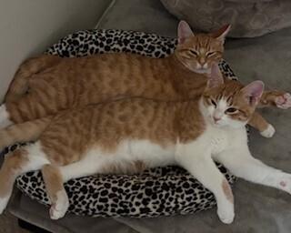 Enlarge Mabel, a Adoptable mixed breed in Richardson, TX image 3/6