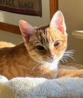 Enlarge Mabel, a Adoptable mixed breed in Richardson, TX image 4/6