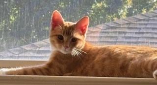 Enlarge Mabel, a Adoptable mixed breed in Richardson, TX image 5/6