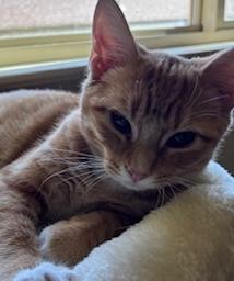 Enlarge Mabel, a Adoptable mixed breed in Richardson, TX image 6/6