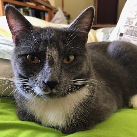 Enlarge Dahlia, a ADOPTABLE mixed breed in Hyattsville, MD image 1/6