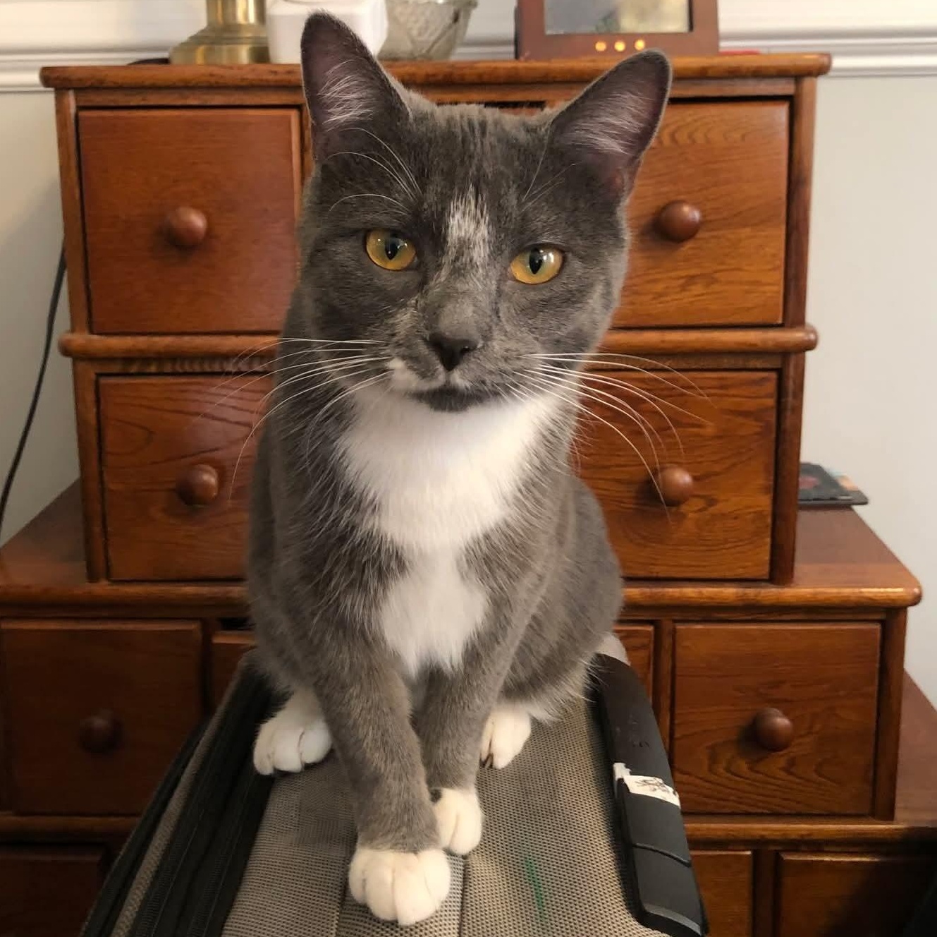 Dahlia, adoptable, Young Female Russian Blue & Domestic Short Hair.