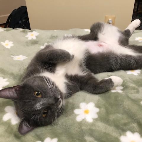 Enlarge Dahlia, a ADOPTABLE mixed breed in Hyattsville, MD image 4/6