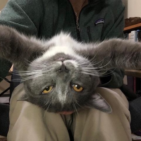 Enlarge Dahlia, a ADOPTABLE mixed breed in Hyattsville, MD image 6/6