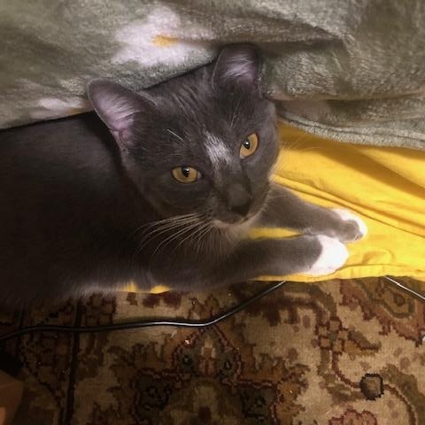 Enlarge Dahlia, a ADOPTABLE mixed breed in Hyattsville, MD image 3/6