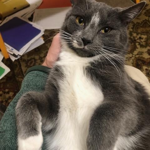 Enlarge Dahlia, a ADOPTABLE mixed breed in Hyattsville, MD image 2/6