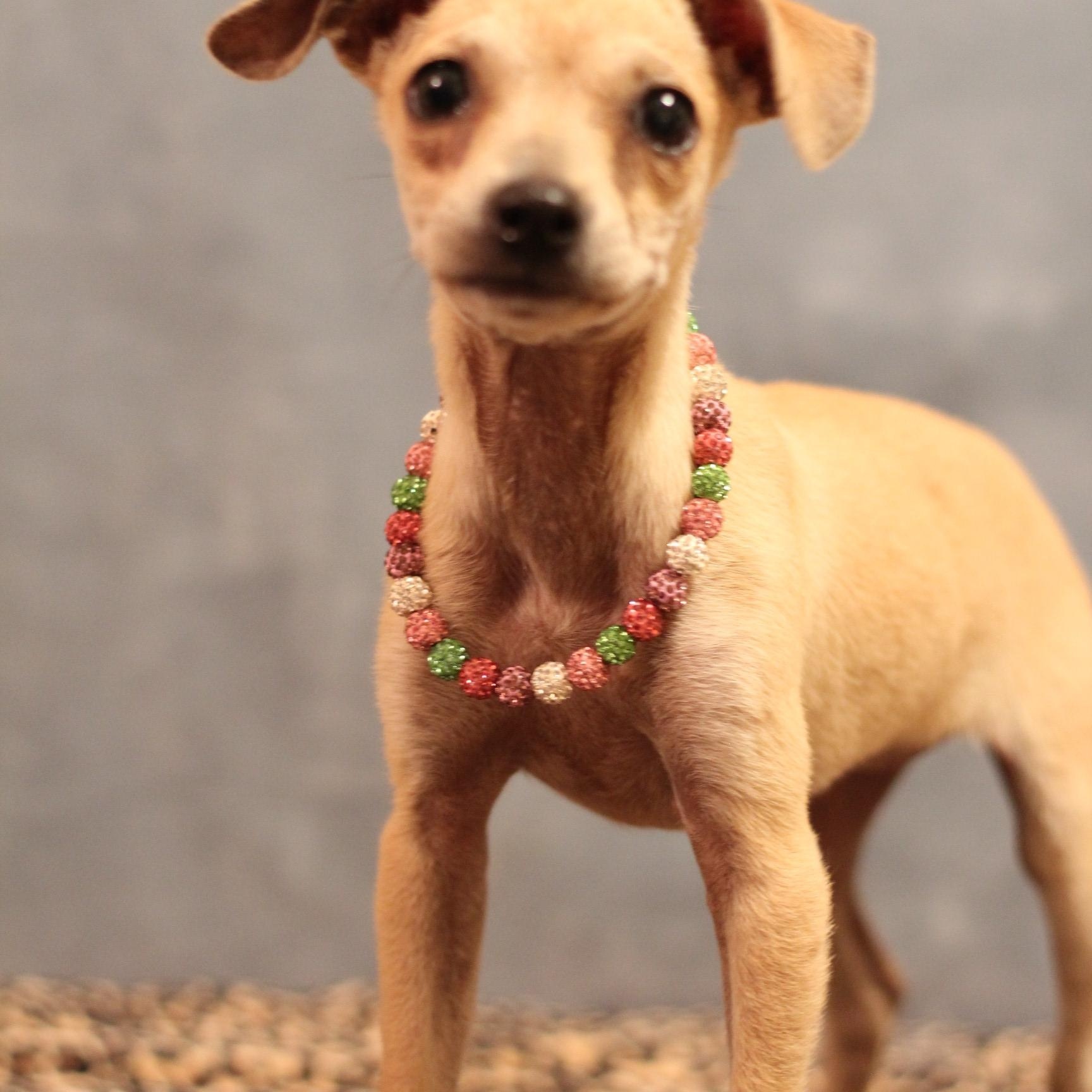 Enlarge Lorraine, an adoptable Chihuahua in Yukon, OK image 3/3