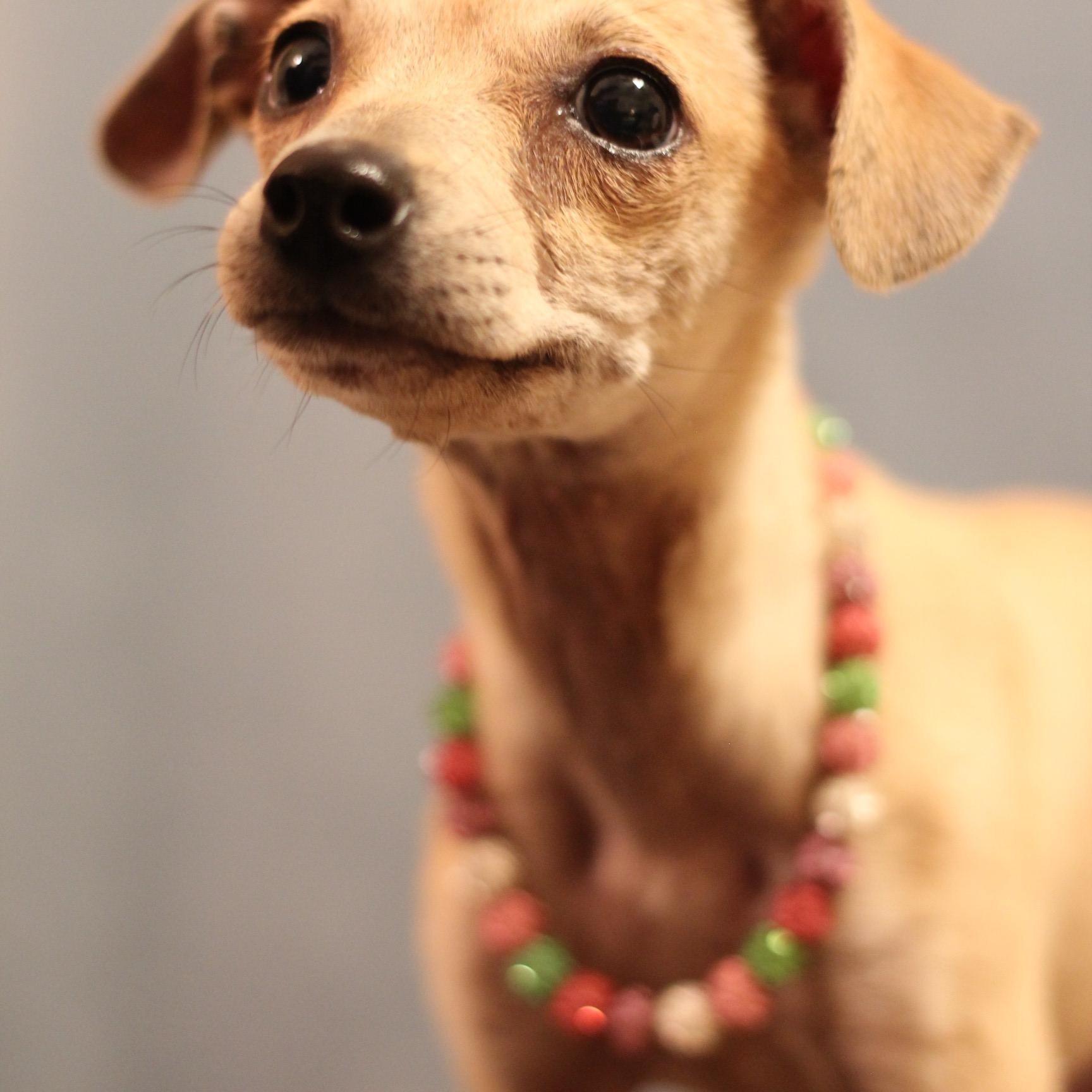 Enlarge Lorraine, an adoptable Chihuahua in Yukon, OK image 1/3