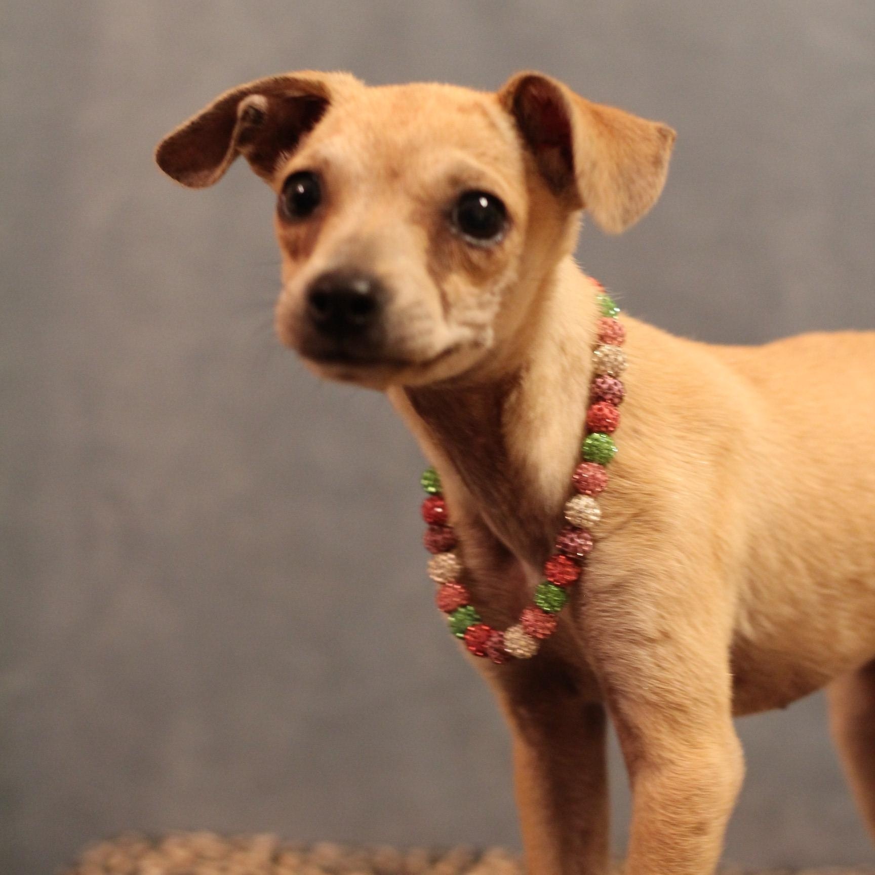 Enlarge Lorraine, an adoptable Chihuahua in Yukon, OK image 2/3