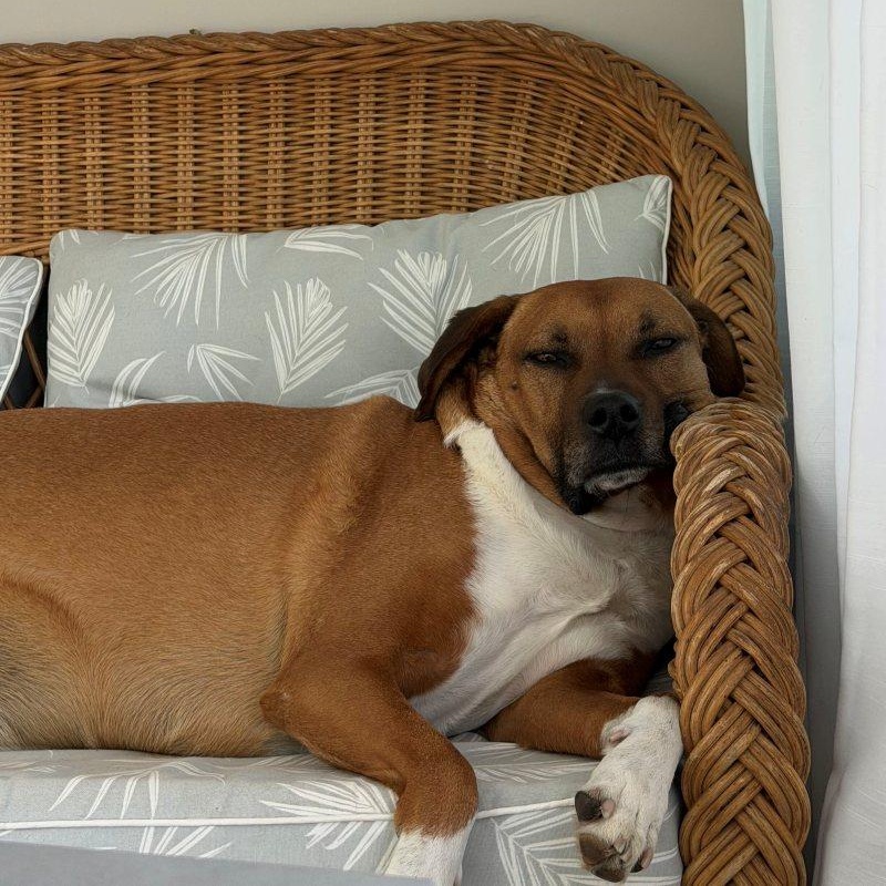 Enlarge Ollie, a Adoptable Mixed Breed in New Bedford, MA image 4/4