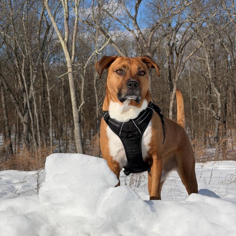 Enlarge Ollie, a Adoptable Mixed Breed in New Bedford, MA image 3/4