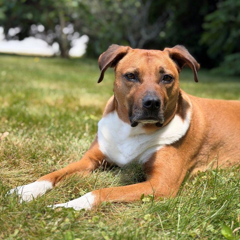 Enlarge Ollie, a Adoptable Mixed Breed in New Bedford, MA image 1/4