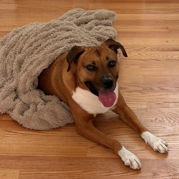 Enlarge Ollie, a Adoptable Mixed Breed in New Bedford, MA image 2/4