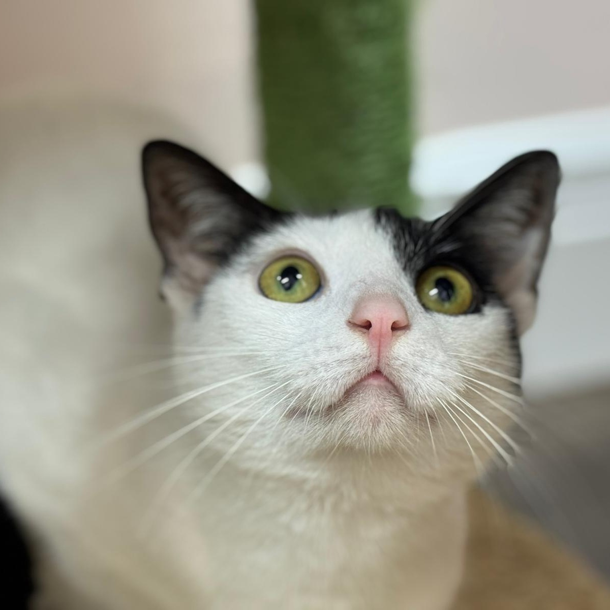 Enlarge Lulu, a Adoptable Domestic Short Hair in Lauderhill, FL image 2/6