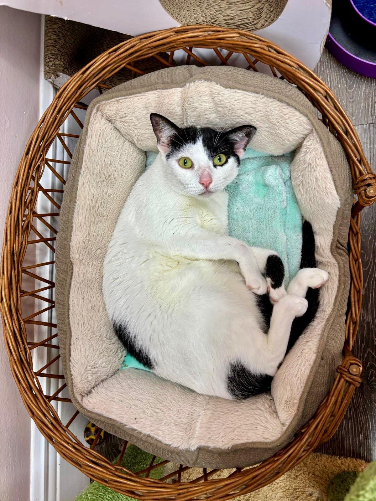 Enlarge Lulu, a Adoptable Domestic Short Hair in Lauderhill, FL image 1/6