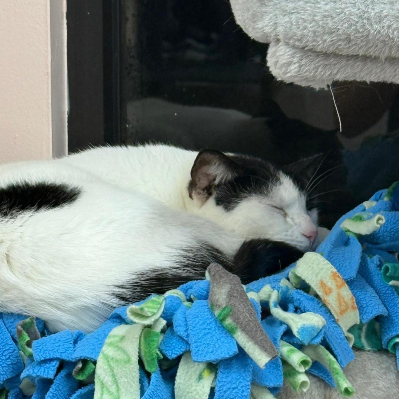 Enlarge Lulu, a Adoptable Domestic Short Hair in Lauderhill, FL image 3/6