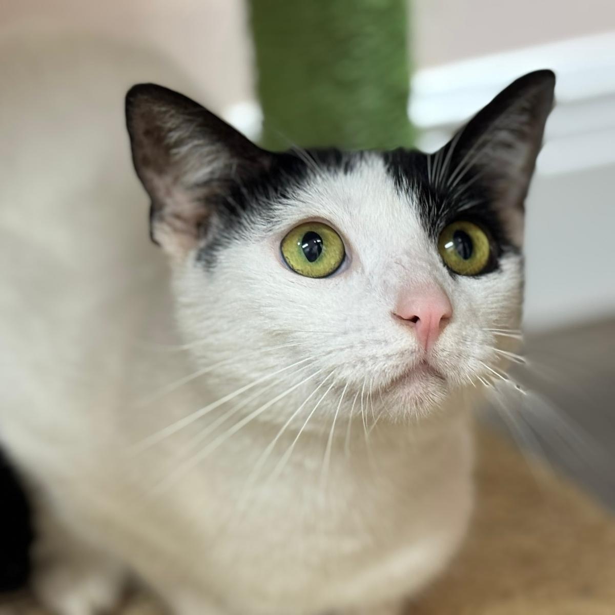 Enlarge Lulu, a Adoptable Domestic Short Hair in Lauderhill, FL image 4/6