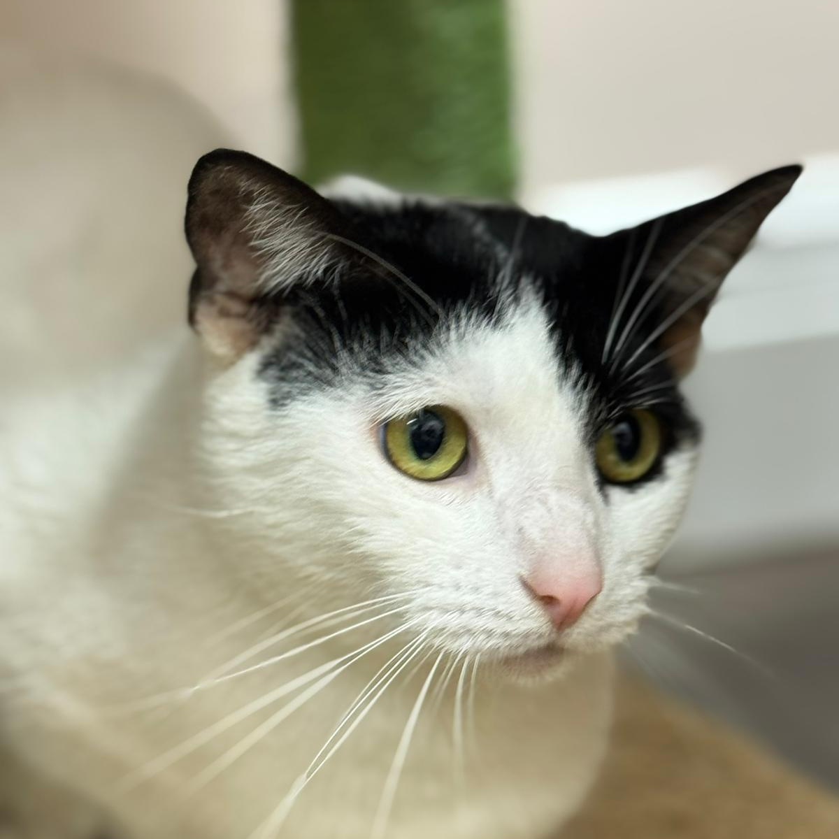 Enlarge Lulu, a Adoptable Domestic Short Hair in Lauderhill, FL image 5/6