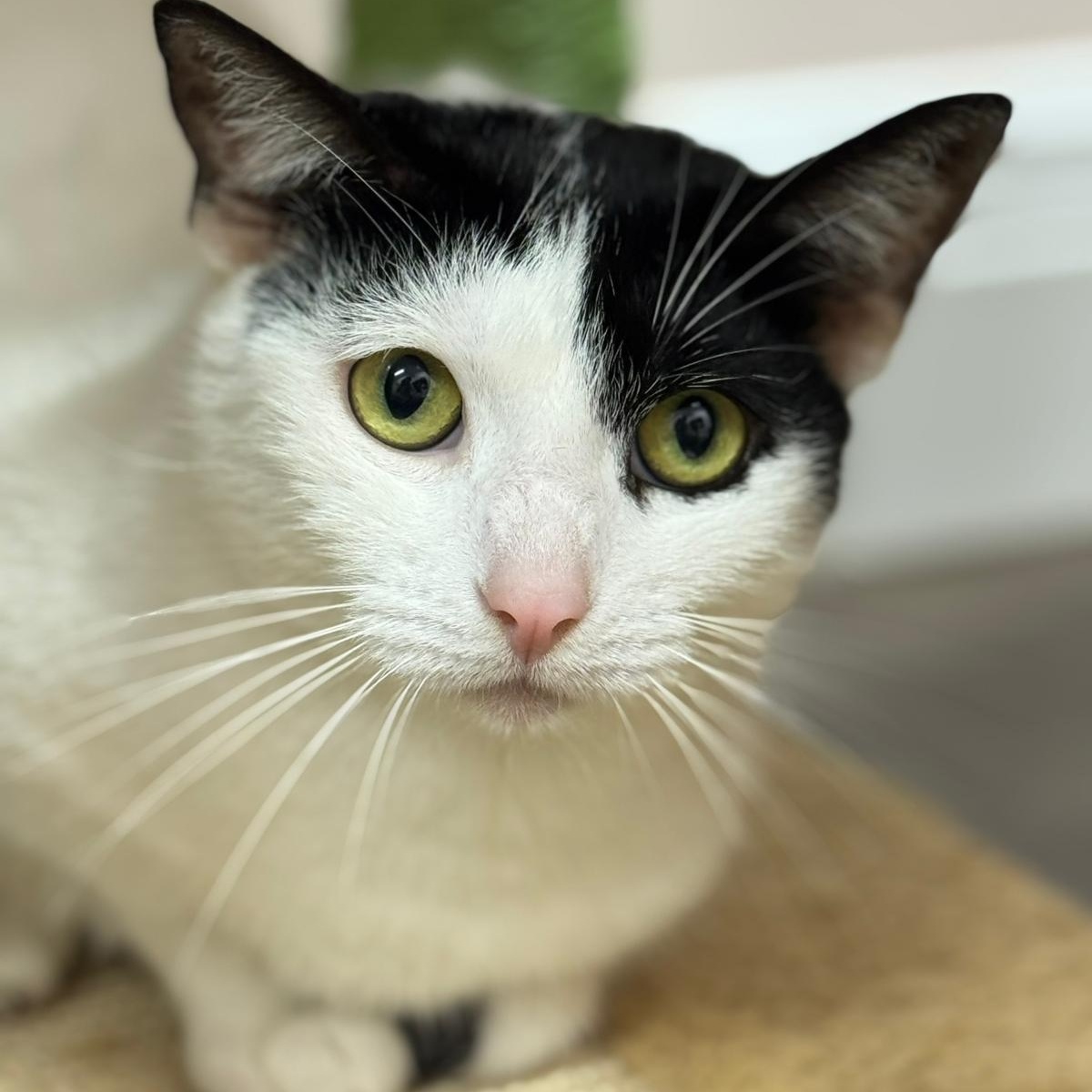 Enlarge Lulu, a Adoptable Domestic Short Hair in Lauderhill, FL image 6/6