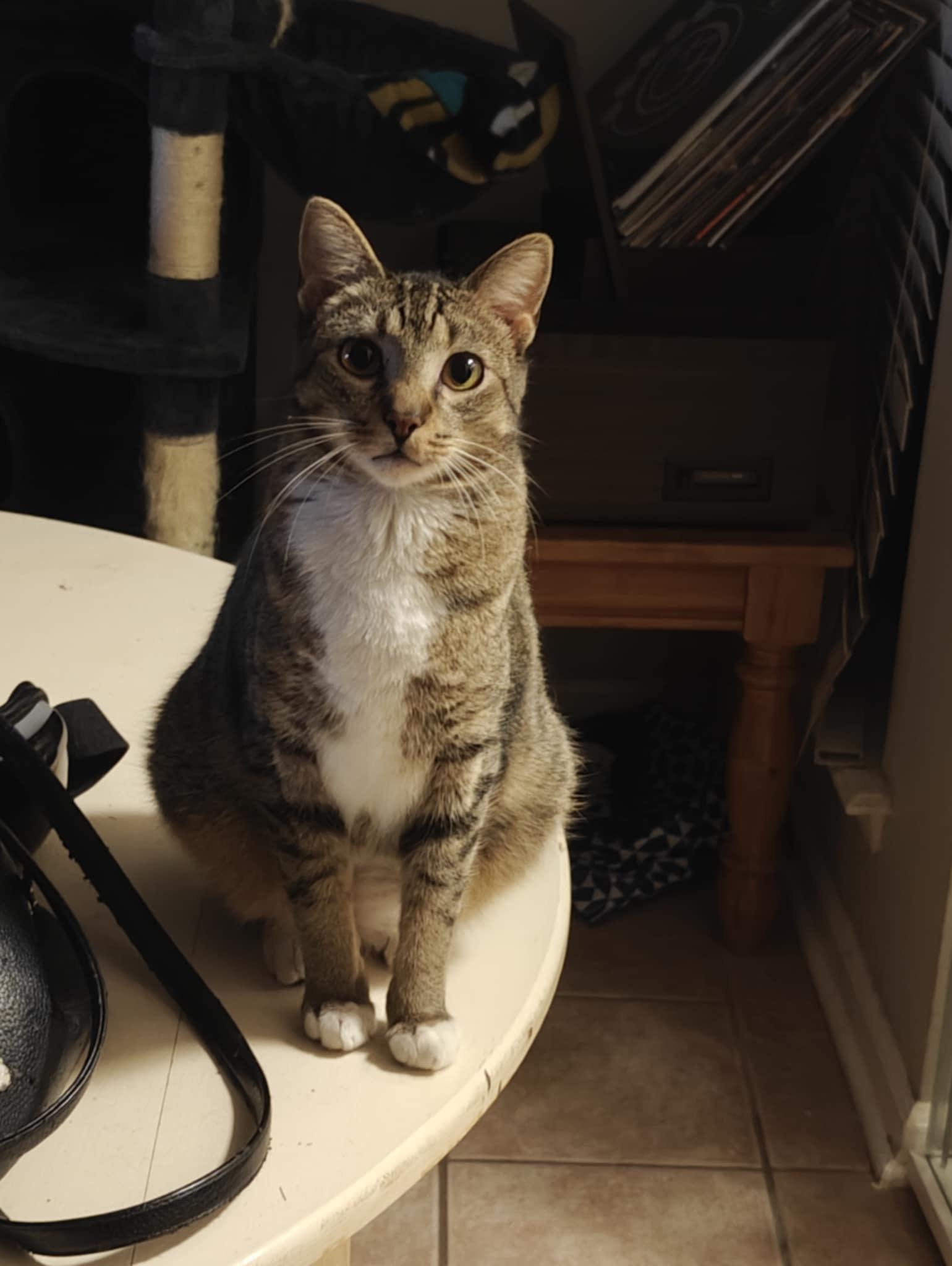 Enlarge Blu & Bon Clay, a Adoptable mixed breed in Jacksonville, FL image 3/6