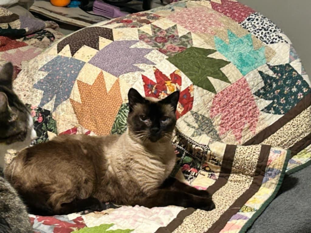 Enlarge Blu & Bon Clay, a Adoptable mixed breed in Jacksonville, FL image 2/6