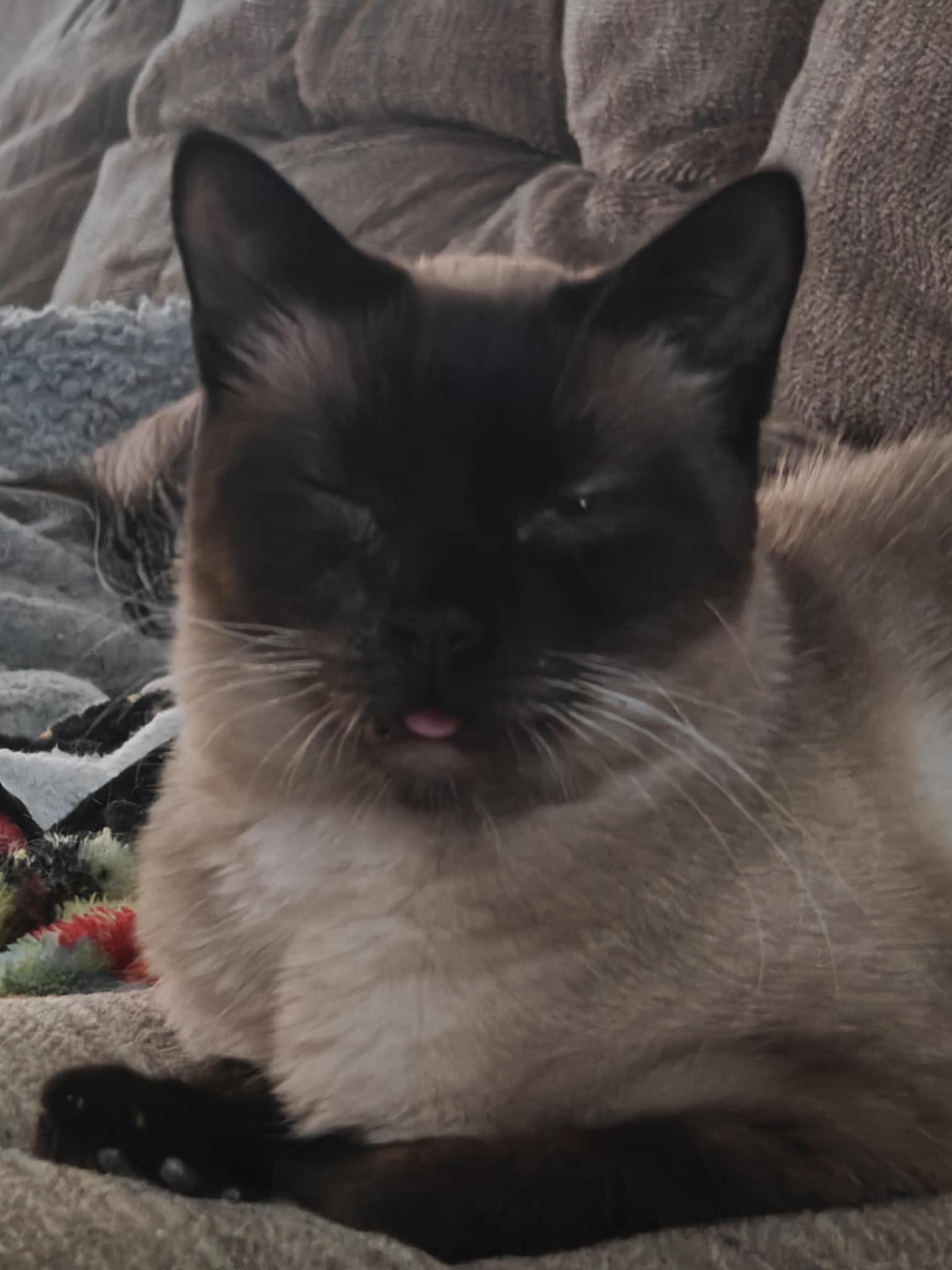 Enlarge Blu & Bon Clay, a Adoptable mixed breed in Jacksonville, FL image 4/6