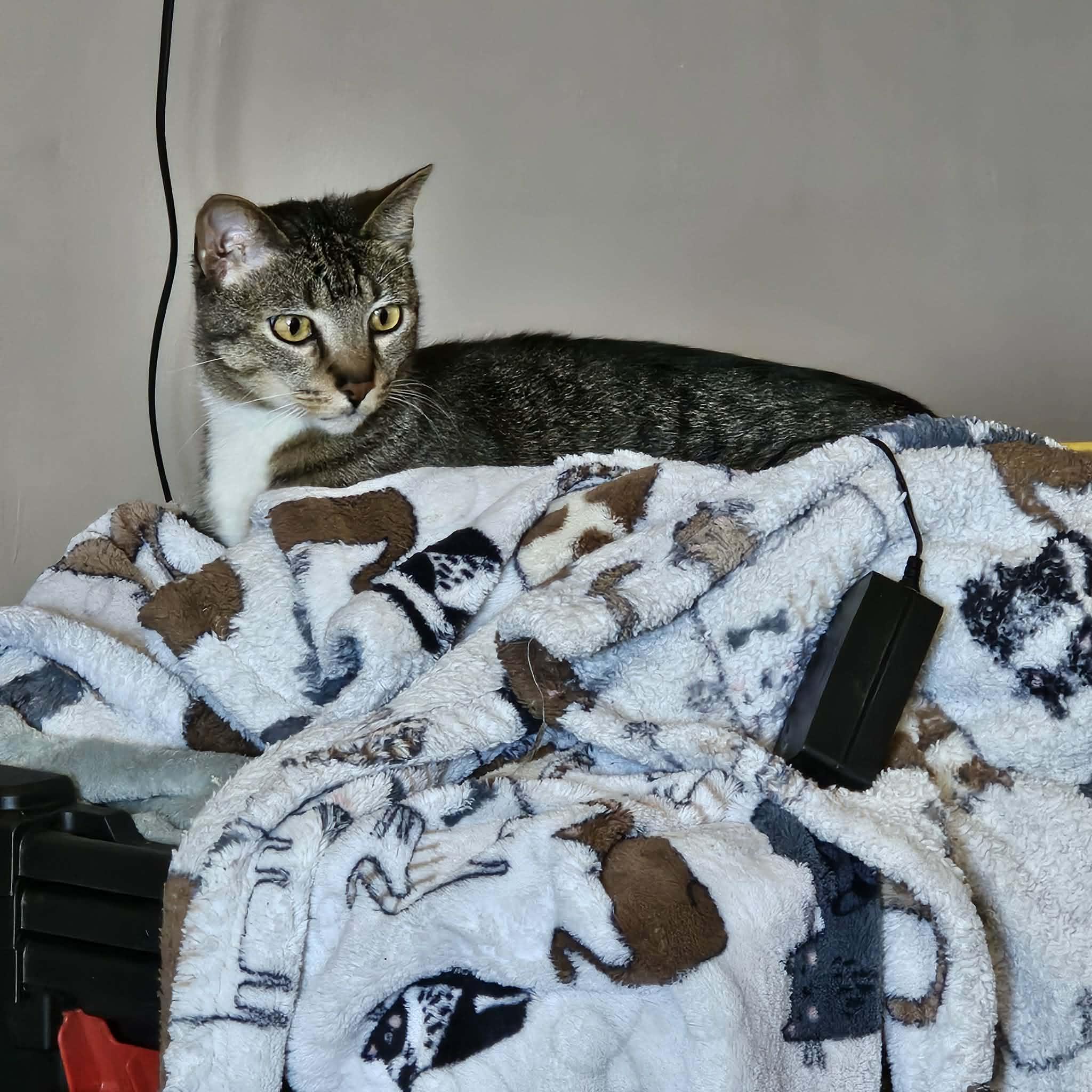 Bon-Clay, a Adoptable mixed breed in Jacksonville, FL image 3/5