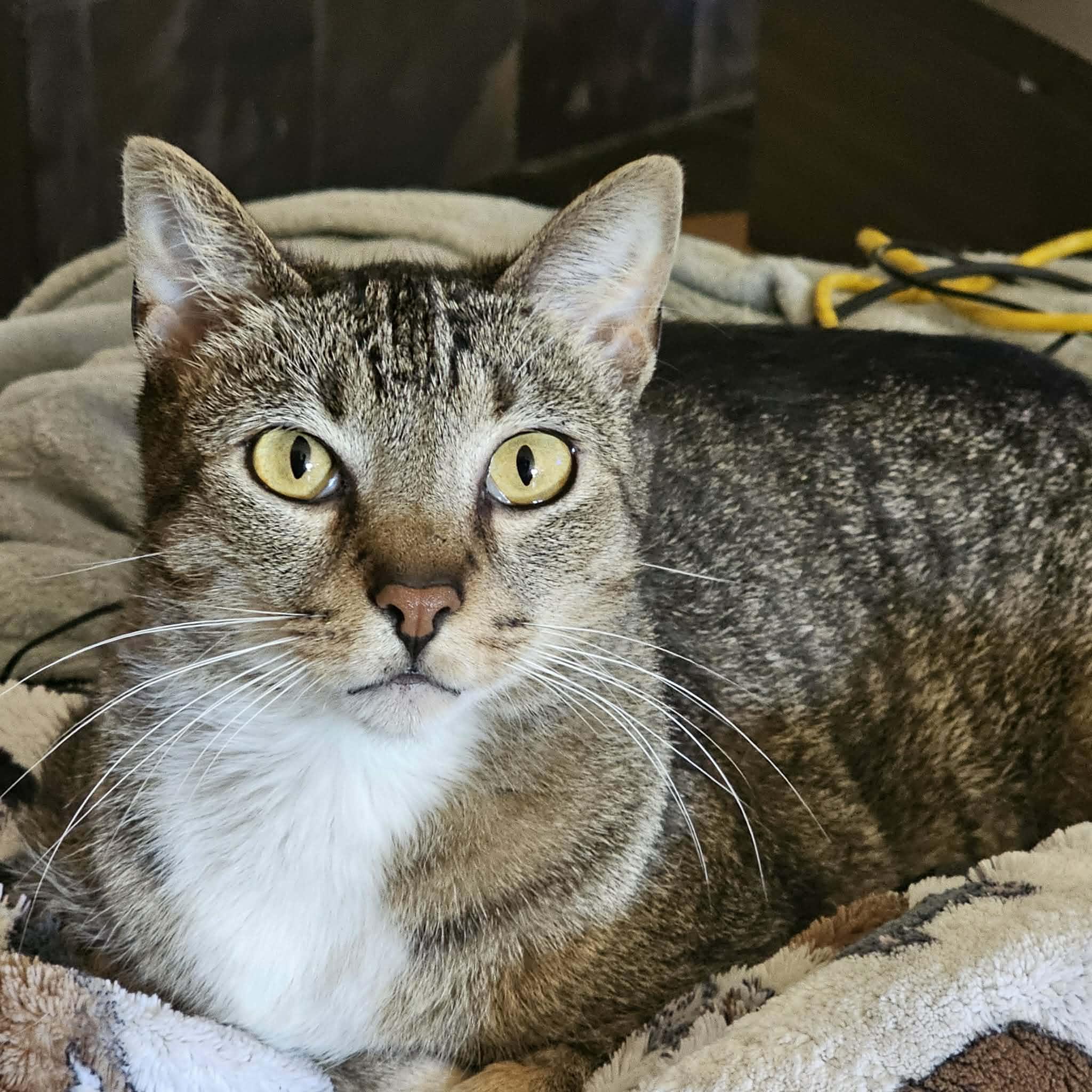 Bon-Clay, a Adoptable mixed breed in Jacksonville, FL image 4/5