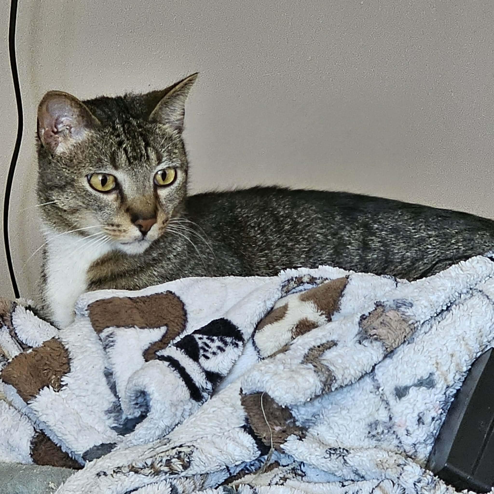 Bon-Clay, a Adoptable mixed breed in Jacksonville, FL image 2/5