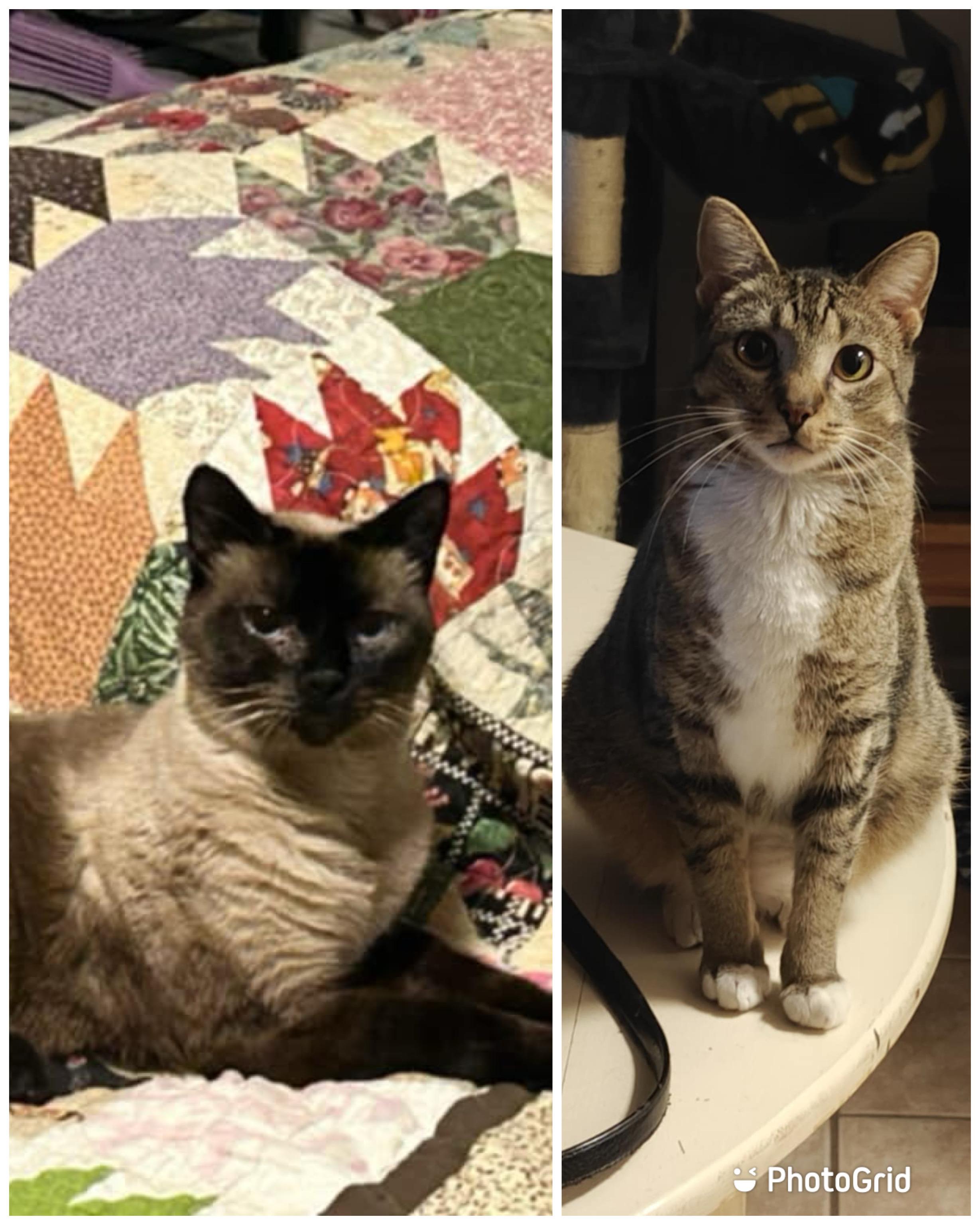 Blu & Bon Clay, Adult Male Siamese