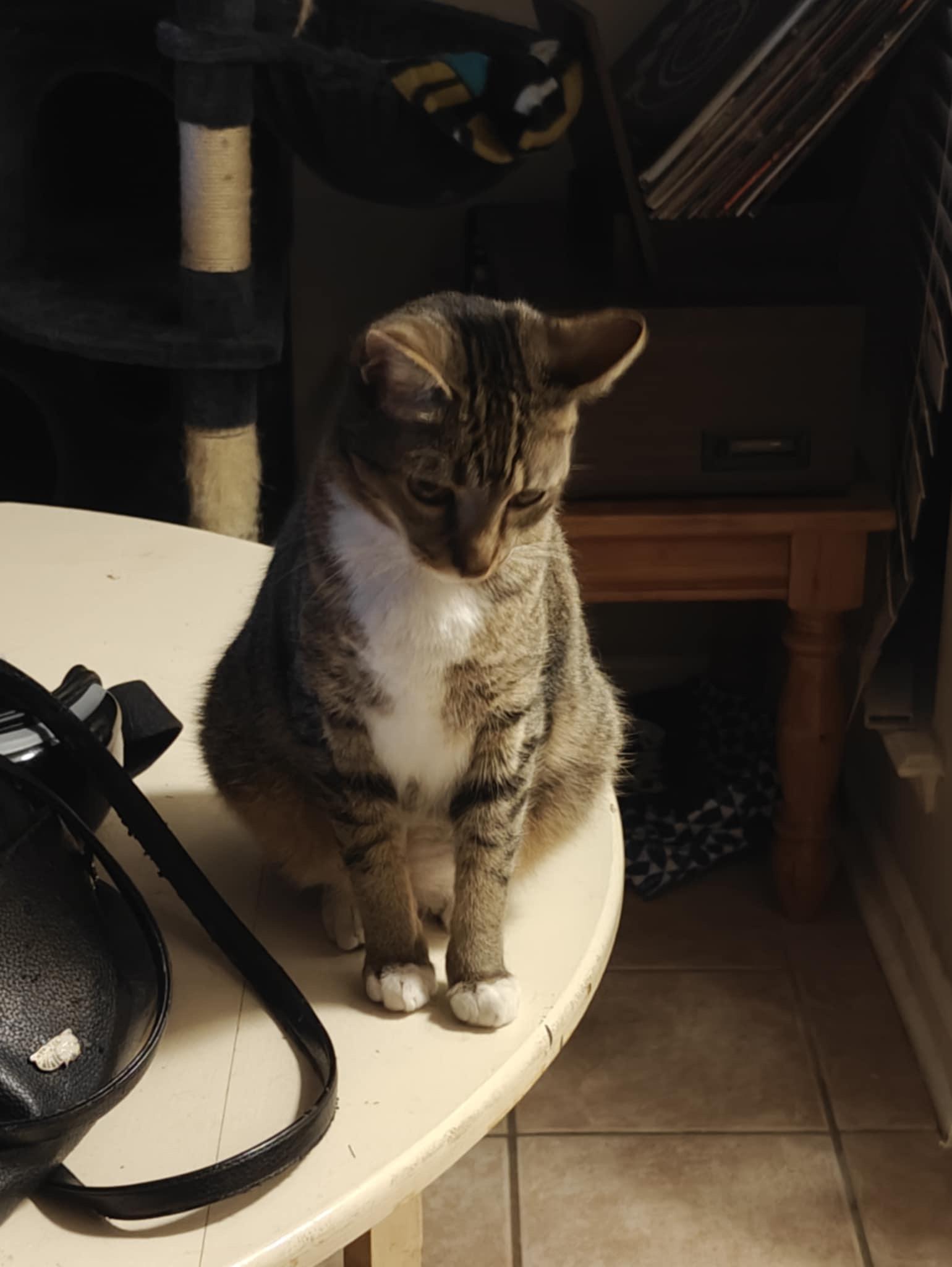 Enlarge Blu & Bon Clay, a Adoptable mixed breed in Jacksonville, FL image 5/6