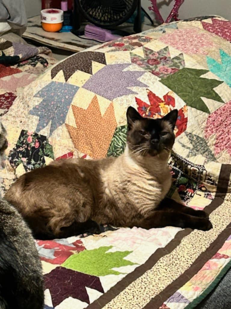 Enlarge Blu & Bon Clay, a Adoptable mixed breed in Jacksonville, FL image 6/6