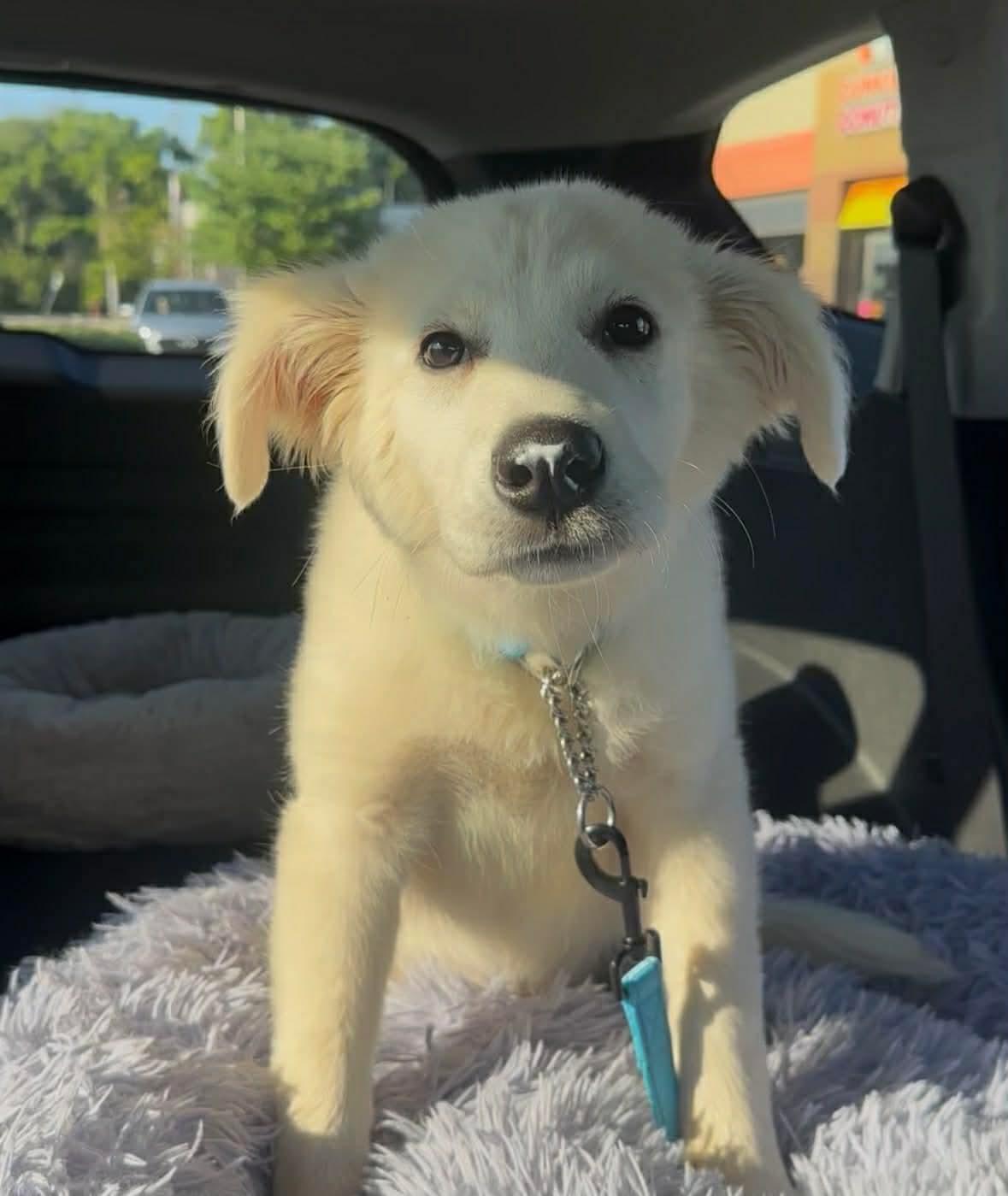 Enlarge Sir Edmund, a Adoptable Great Pyrenees in Valrico, FL image 1/3