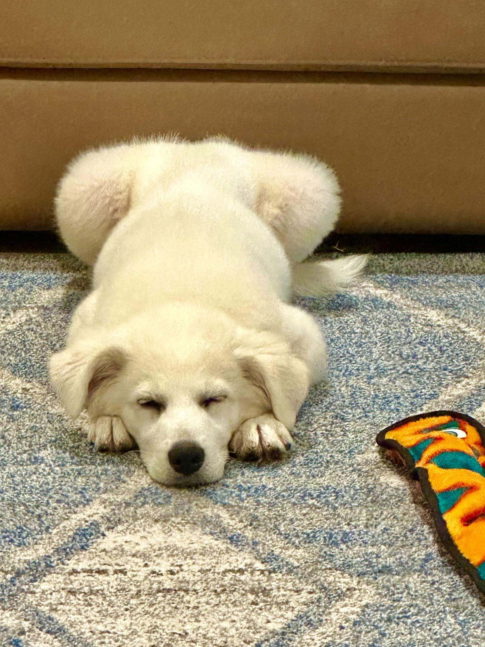 Enlarge Sir Edmund, a Adoptable Great Pyrenees in Valrico, FL image 2/3