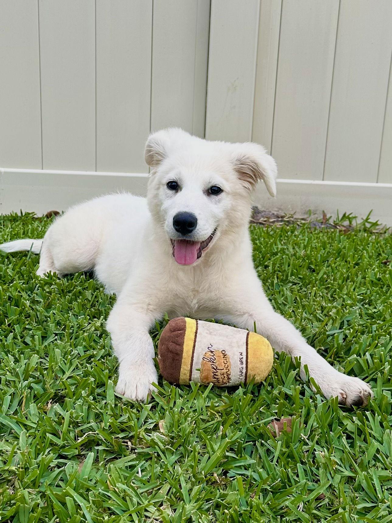 Enlarge Sir Edmund, a Adoptable Great Pyrenees in Valrico, FL image 3/3