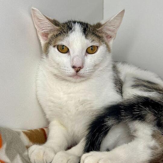 Pugsley, Adoptable, Young Male Domestic Short Hair.