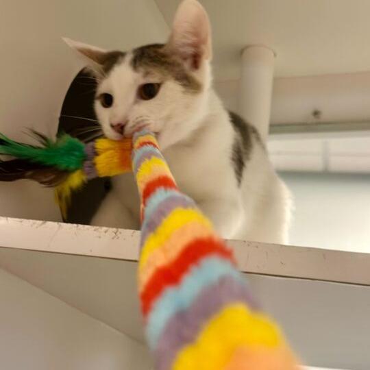 Enlarge Pugsley, a Adoptable Domestic Short Hair in Matteson, IL image 2/4