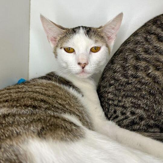 Enlarge Pugsley, a Adoptable Domestic Short Hair in Matteson, IL image 4/4