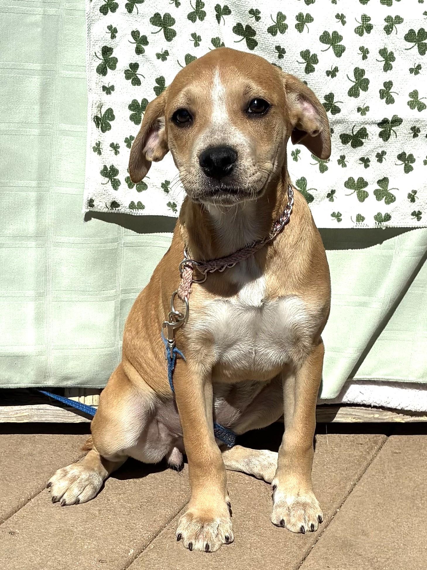 Enlarge Shannie, a ADOPTABLE mixed breed in West Chicago, IL image 1/3