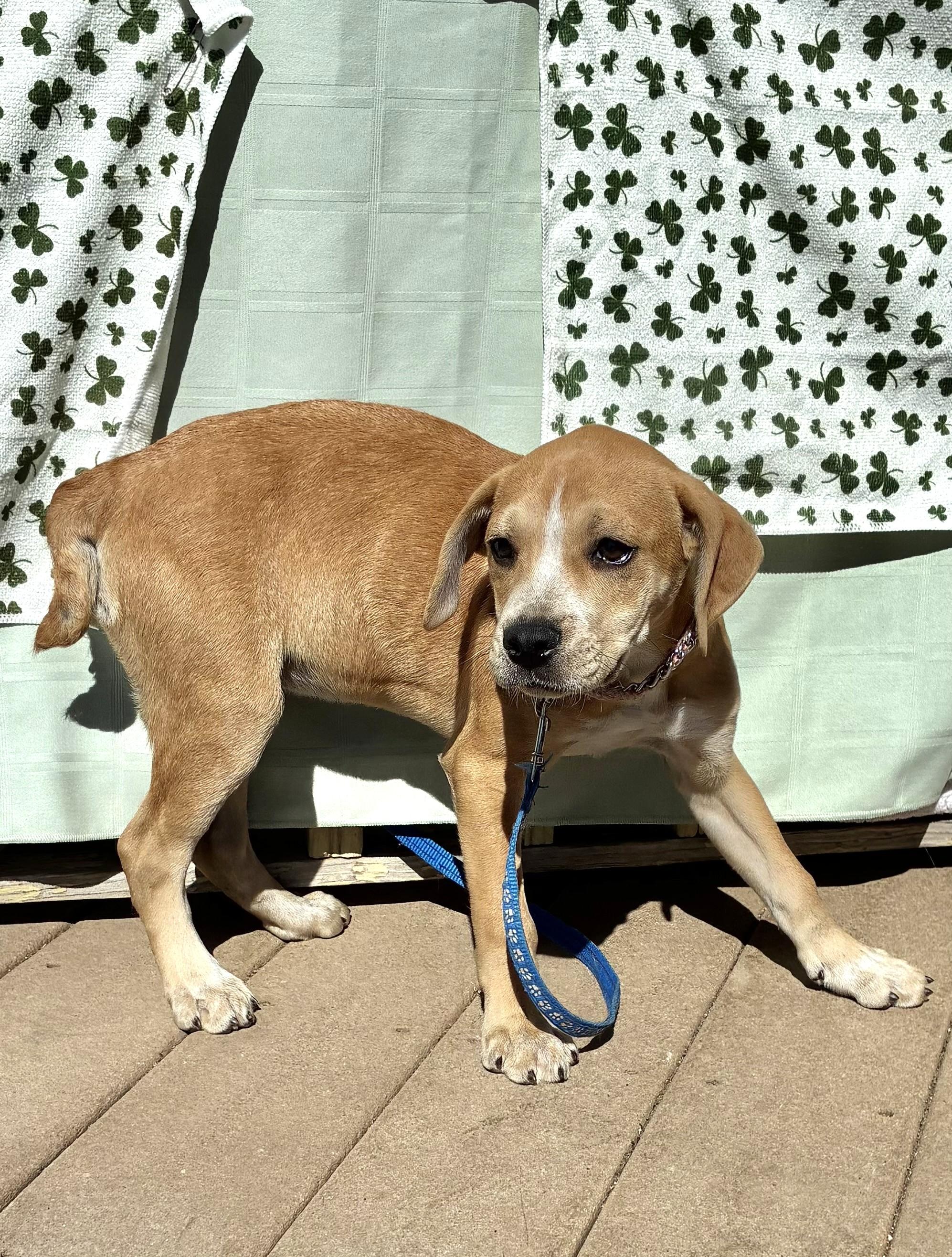 Enlarge Shannie, a ADOPTABLE mixed breed in West Chicago, IL image 2/3