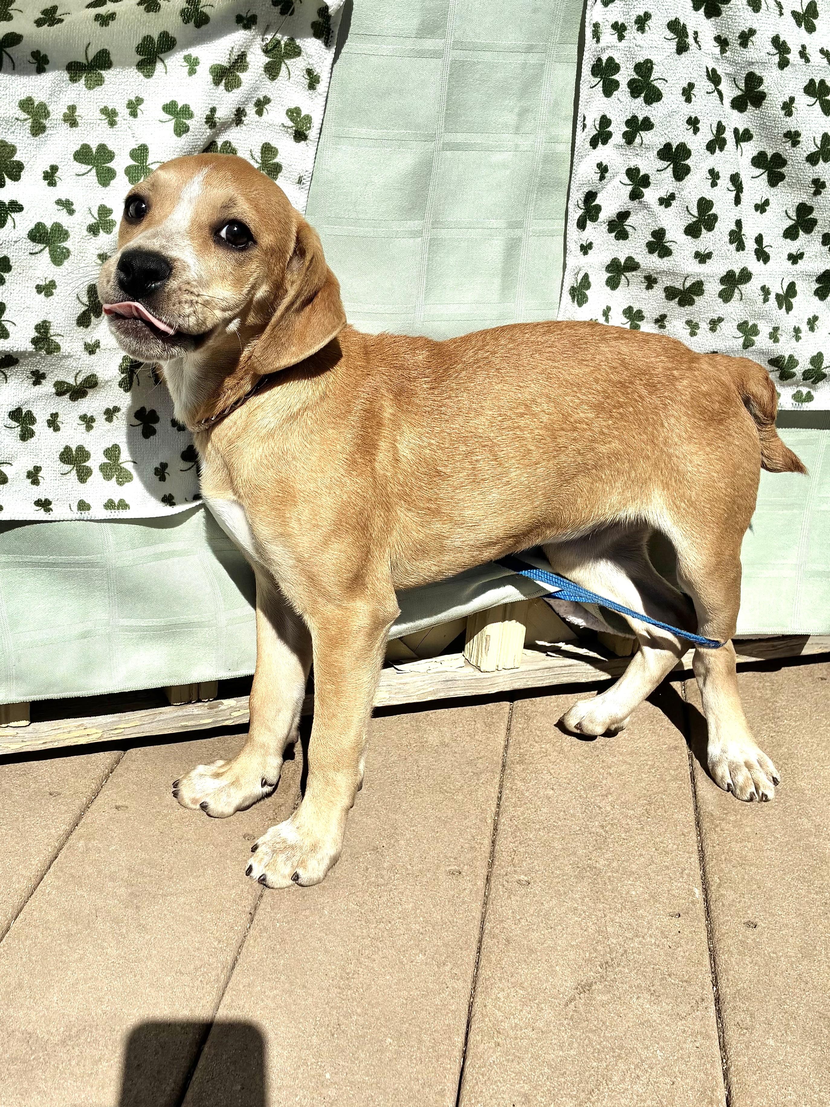 Enlarge Shannie, a ADOPTABLE mixed breed in West Chicago, IL image 3/3