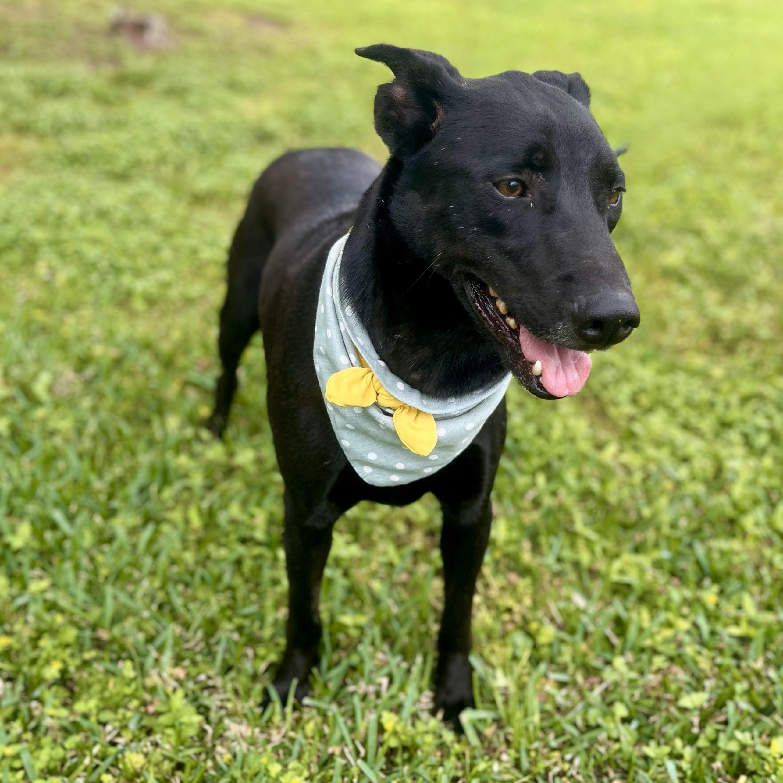 Rigatoni — thumbnail 5