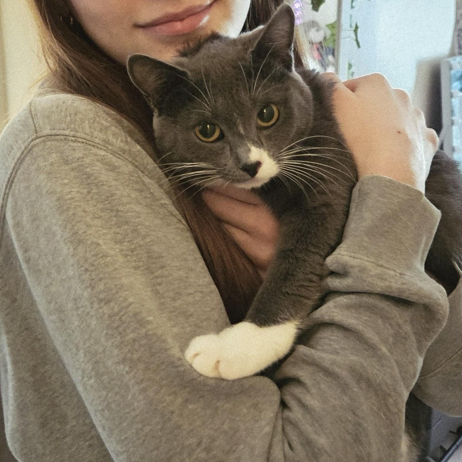 Enlarge Emma, a ADOPTABLE Domestic Short Hair in New Port Richey, FL image 1/4