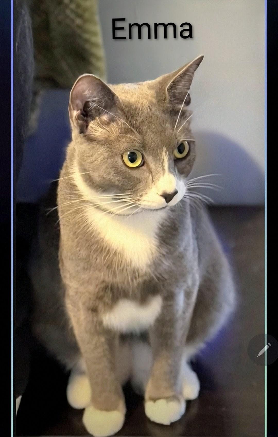 Enlarge Emma, a ADOPTABLE Domestic Short Hair in New Port Richey, FL image 1/5