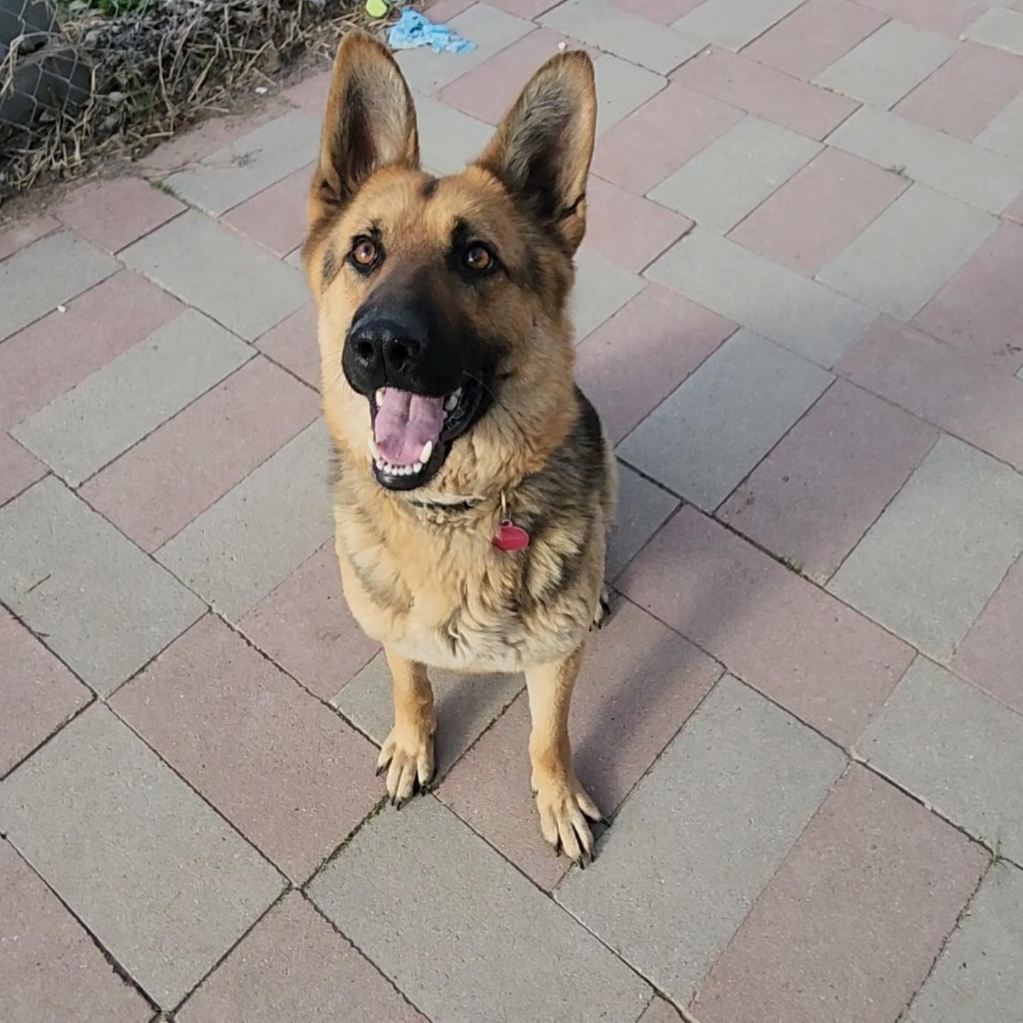 Lyla, adopted, Adult Female German Shepherd Dog.