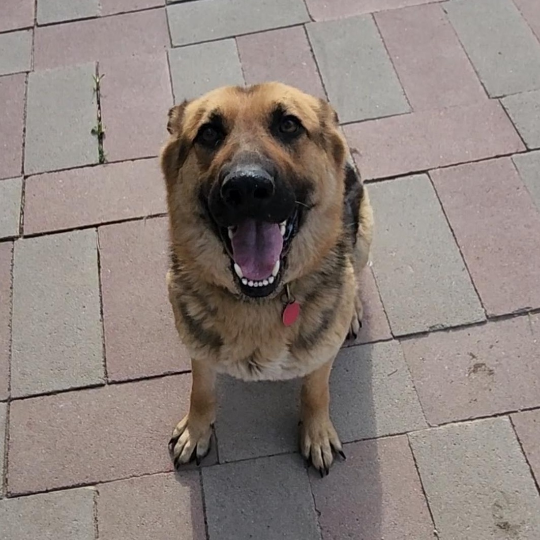 Lyla, an adopted German Shepherd Dog in Tama, IA image 2/2