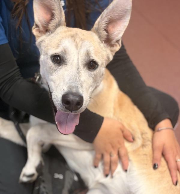 Sandy, Adoptable, Adult Female Labrador Retriever & Shepherd.