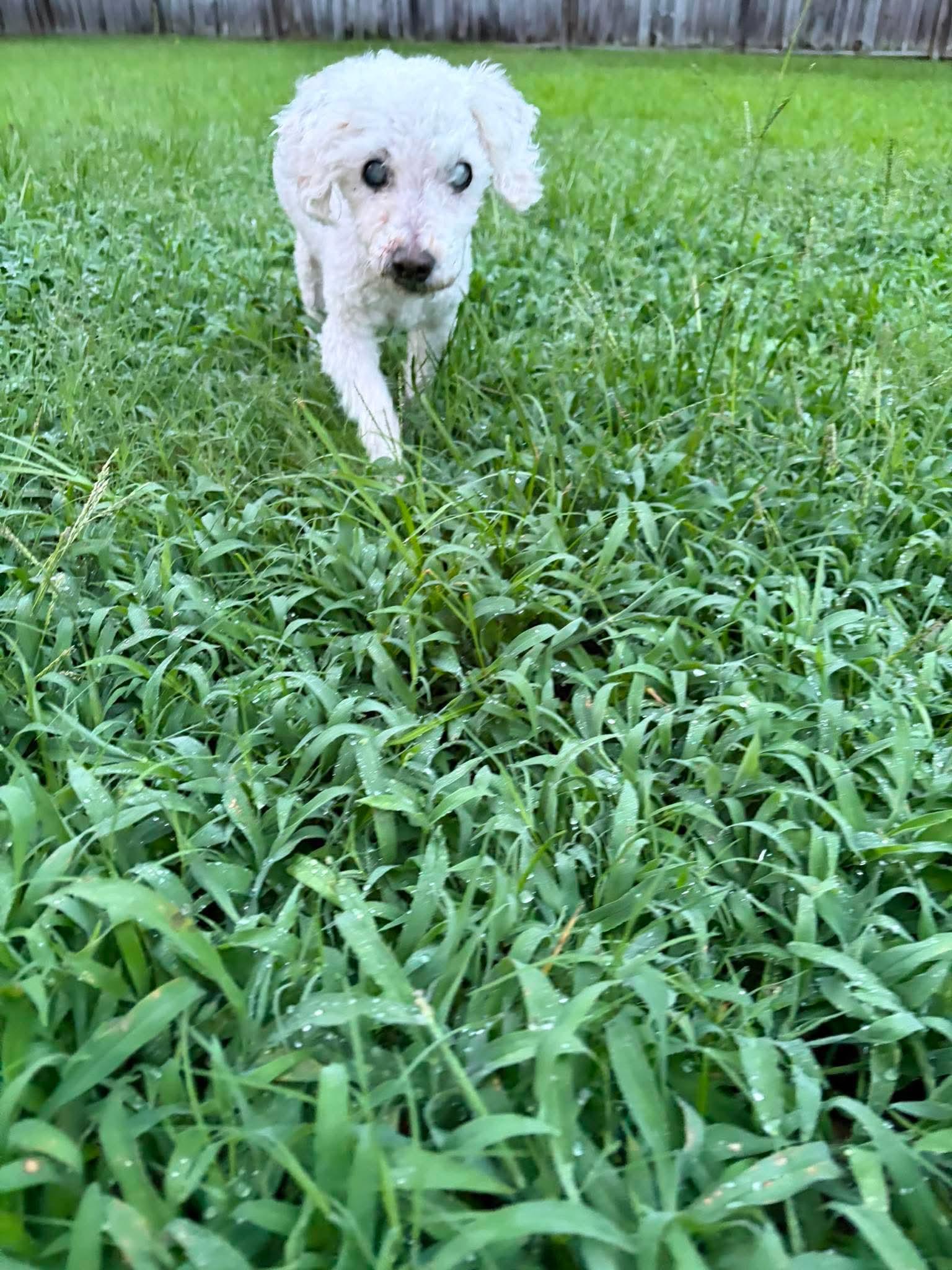 Marlin, a Adoptable Poodle in Spring Lake, NC image 3/3
