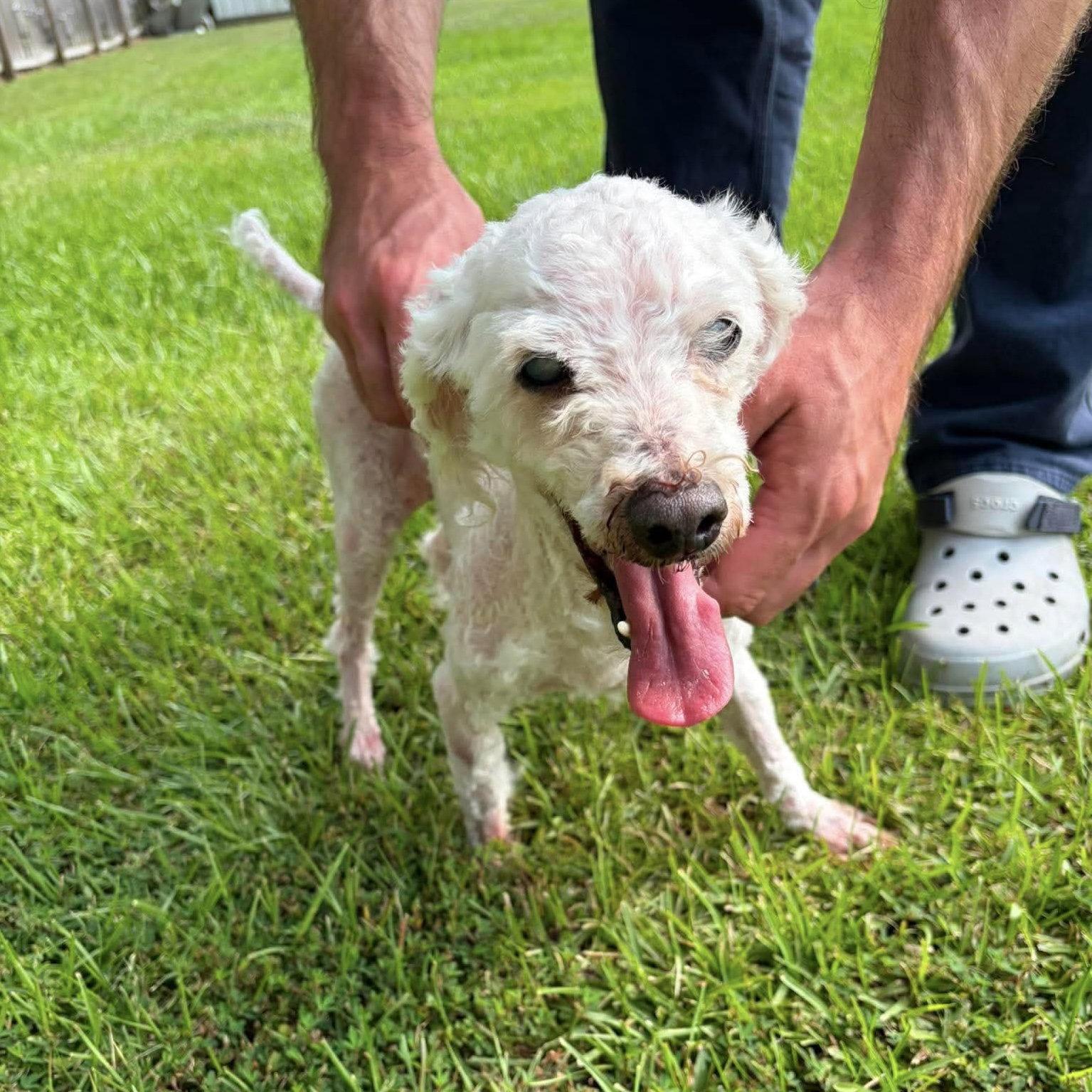 Marlin, a Adoptable Poodle in Spring Lake, NC image 2/3